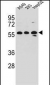 TRIM4 Antibody (N-term)